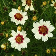 Coreopsis  ''Snow Berry'