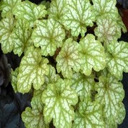 Heuchera hybrid 'Ginger Ale'