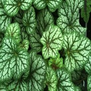 Heuchera americana 'Green Spice'