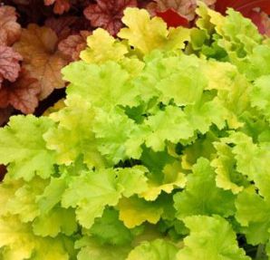 Heuchera hybrid 'Lime Ricky'