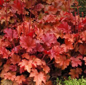 Heuchera hybrid 'Peach Flambe'
