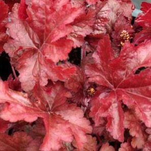 Heuchera hybrid 'Sparkling Burgundy'
