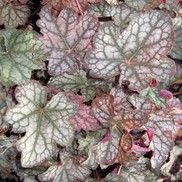 Heuchera hybrid 'Velvet Night'