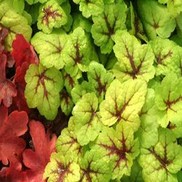 Heucherella  'Stoplight'