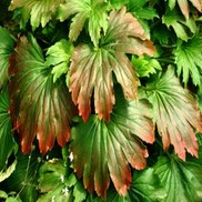 Mukdenia rossii 'Crimson Fans'