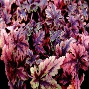 Tiarella  'Crow Feather'