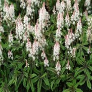 Tiarella  'Spring Symphony'