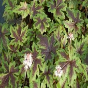 Tiarella  'Sugar and Spice''