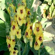 Verbascum  'Gold Nugget'