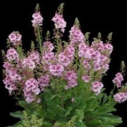 Verbascum  'Lavender Lass'