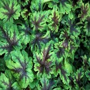 Tiarella  'Neon Lights'
