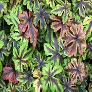 Tiarella  'Jeepers Creepers'