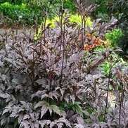 Actaea simplex 'Black Negligee'