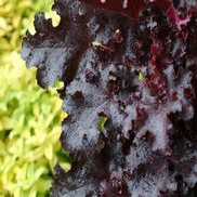 Heuchera hybrid 'Black Beauty'