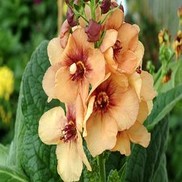 Verbascum  'Honey Dijon'