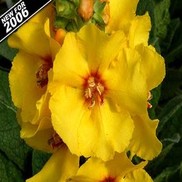 Verbascum  'Lemon Sorbet'