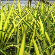 YUCCA 'COLOR GUARD'