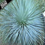 YUCCA 'SAPPHIRE SKIES'
