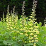 WILD INDIGO 'CAROLINA MOONLIGHT'