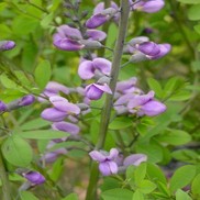 WILD INDIGO 'PURPLE SMOKE'