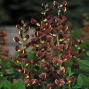 FALSE INDIGO 'TWILITE PRAIRIEBLUES'
