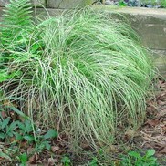 Carex albula 'Frosted Curls'