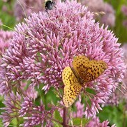 Eupatorium dubium 'Little Joe'