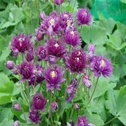 Aquilegia vulgaris 'Clementine Dark Purple'