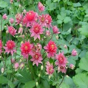 Aquilegia vulgaris 'Clementine Red'