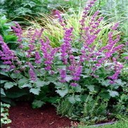 Salvia verticillata 'Purple Rain'