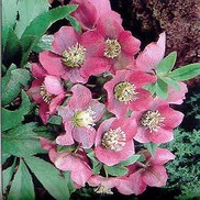 Helleborus orientalis 'Red Lady'