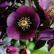 Helleborus orientalis 'Blue Lady'