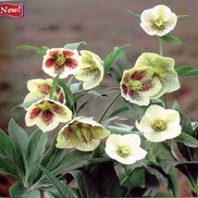 Helleborus orientalis 'Yellow Lady'
