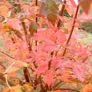 Acer ginnala 'Flame'