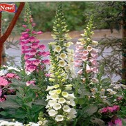 Digitalis  'Camelot Rose'