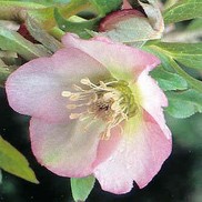 Helleborus orientalis 'Pink Lady'