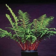 Athryrium felex-femina 'Lady in Red'