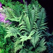 FERN 'GHOST'