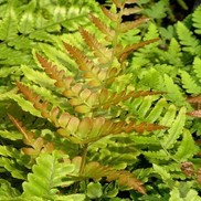 Dryopteris erythrosora 'Brilliance'