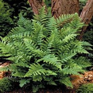 Dryopteris filix-mas 'Male Fern'