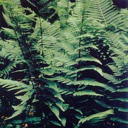 Dryopteris x australis 'Dixie Wood Fern'