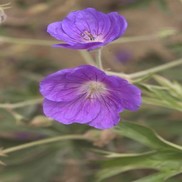Geranium  'Brookside'