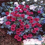 Geranium cinereum 'Purple Pillow'