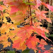 Acer rubrum 'Armstrong'