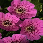 Geranium cinereum 'Carol'