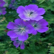 GERANIUM CRANESBILL 'ROZANNE'