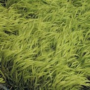 Hakonechloa macra 'All Gold'