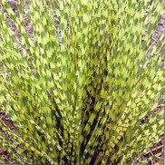 Miscanthus sinensis 'Gold Bar'