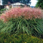 Miscanthus sinensis 'Huron Sunrise'
