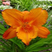 Hemerocallis hybrid 'My Reggae Tiger'